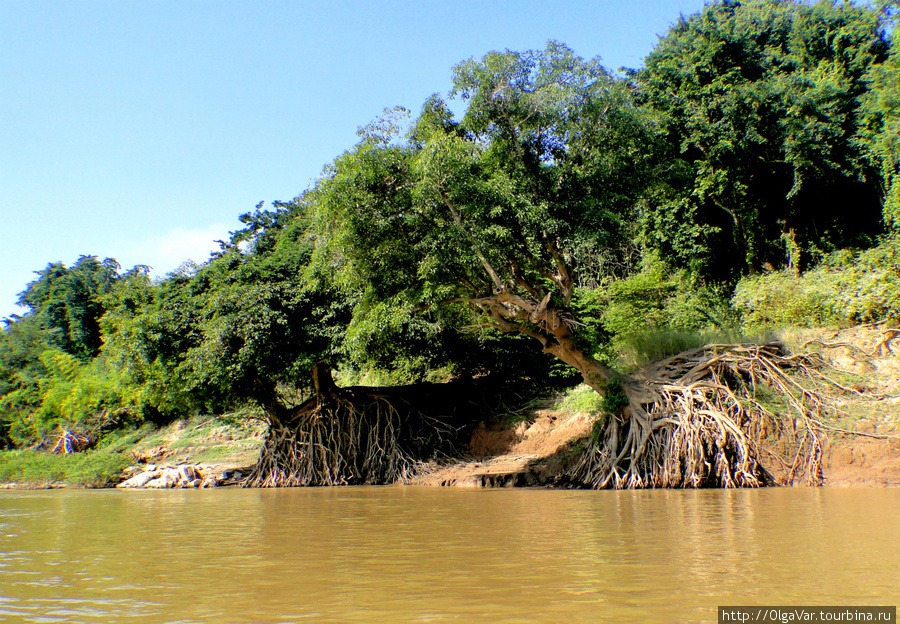 Река постепенно подмывает берега, обнажая корни деревьев Бан-Пак-Оу, Лаос