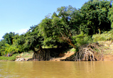 Река постепенно подмывает берега, обнажая корни деревьев
