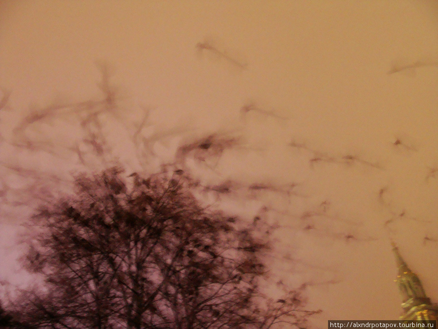 с каждым шагом вороны разлетаются с облюбованного дерева в парке за Телебашней (Fernsenturm) рядом с Городской Ратушей (Rathhaus) Берлин, Германия