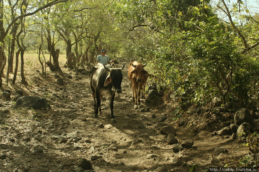 Если отойти от города, то встретятся банальные коровы Остров Ометепе, Никарагуа