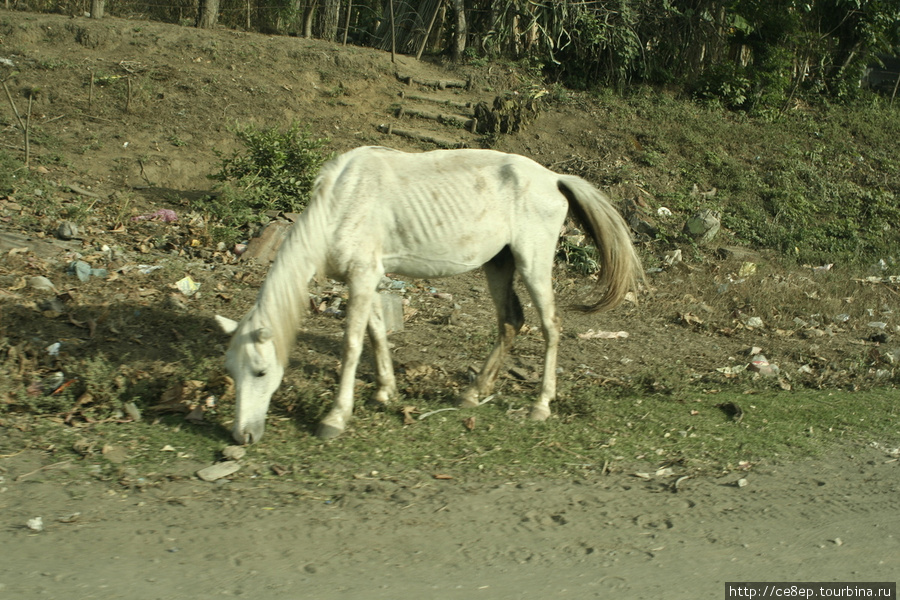 Некоторые лошади недоедают. Или просто модель такая?.. Остров Ометепе, Никарагуа