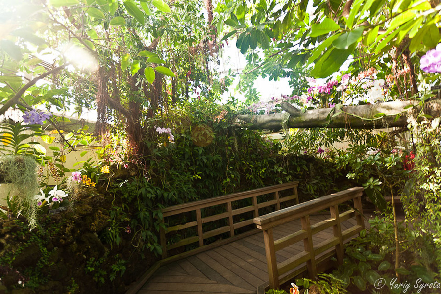 Это комната с орхидеями. Мостик проложен над ручейком. На бревне над мостиком (помимо прочих мест) растут орхидеи. Вашингтон, CША