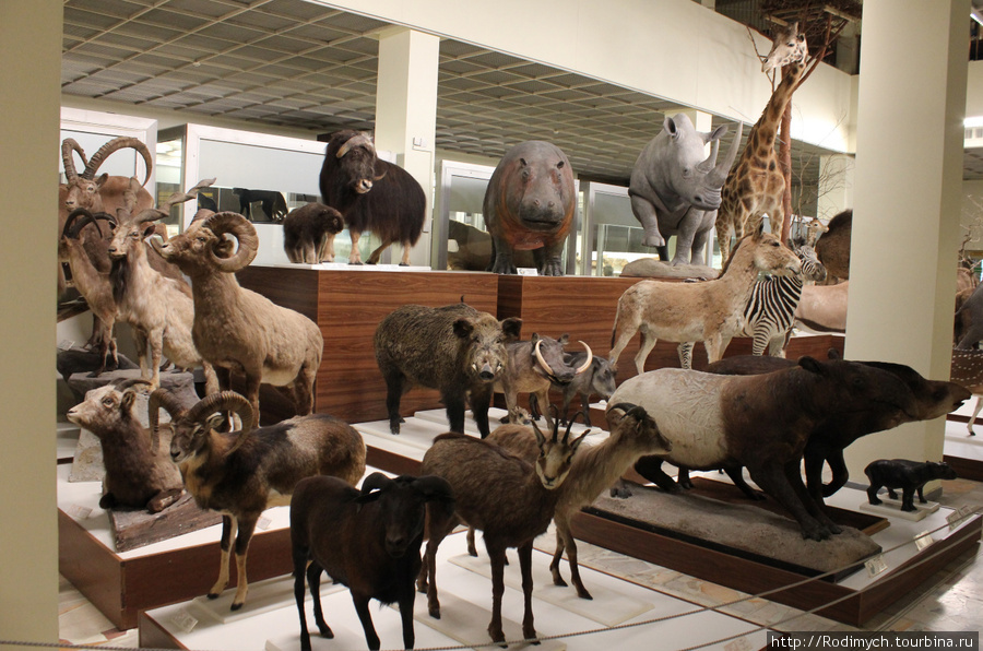 Каунасский Зоологический музей - живности всех стихий