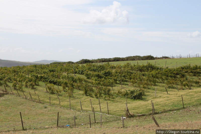 Виноградные поля Шемахы, Азербайджан