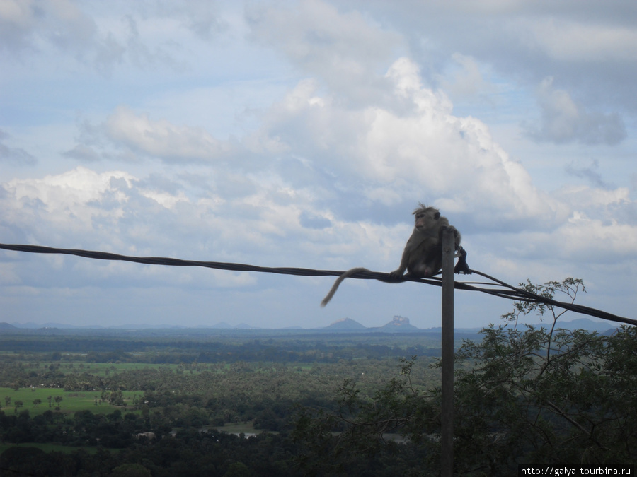 Люблю я этих обезьян в позе задумчивости Бентота, Шри-Ланка