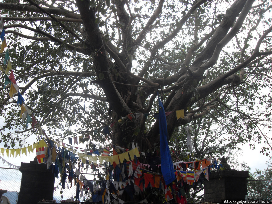 А это — священное дерево Бодхи. О нем тоже отдельно нужно Бентота, Шри-Ланка