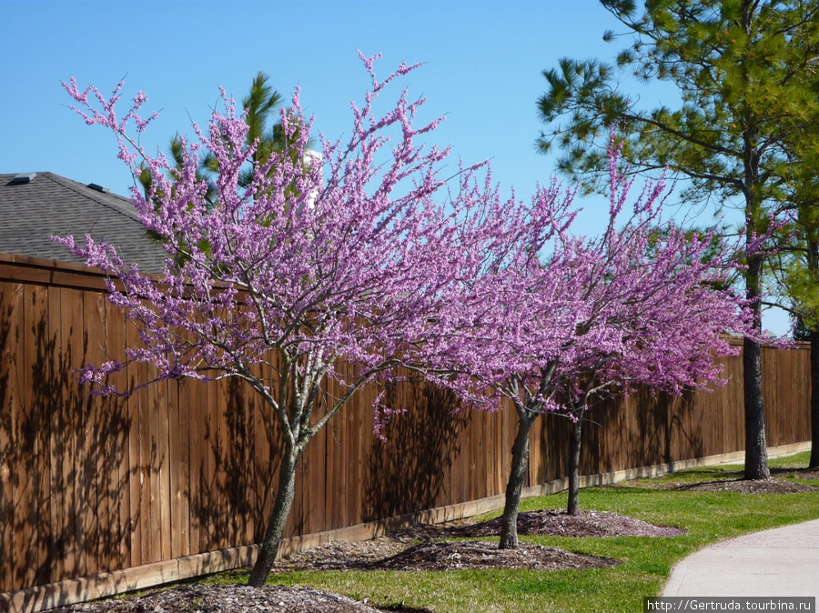 Весной очень красиво цветут деревьякрасные почки- редбад Хьюстон, CША