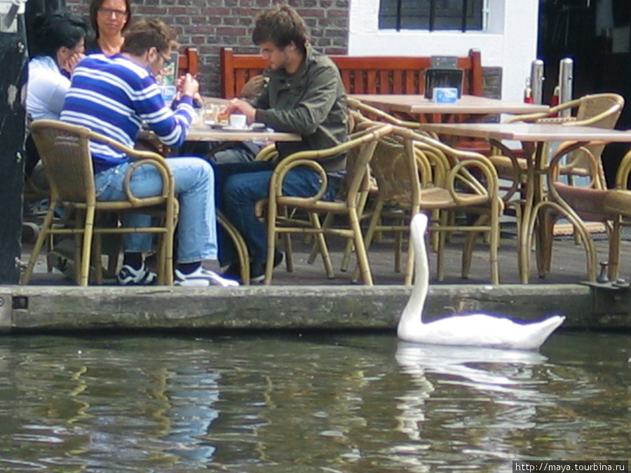 Лебеди, вытянув шеи, выпрашивают кусочки у посетителей. Лейден, Нидерланды
