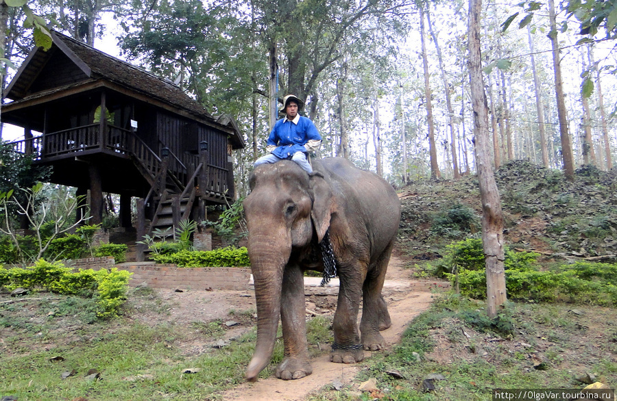 Такую картину можно наблюдать утром и вечером, когда слоны идут к реке Луанг-Прабанг, Лаос