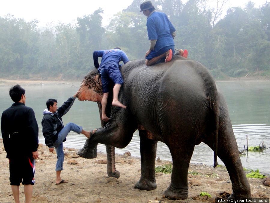 Спуск со слона требует определенной человеческой  ловкости. Слон, как может, помогает и себе и человеку, сделав упор на хобот Луанг-Прабанг, Лаос