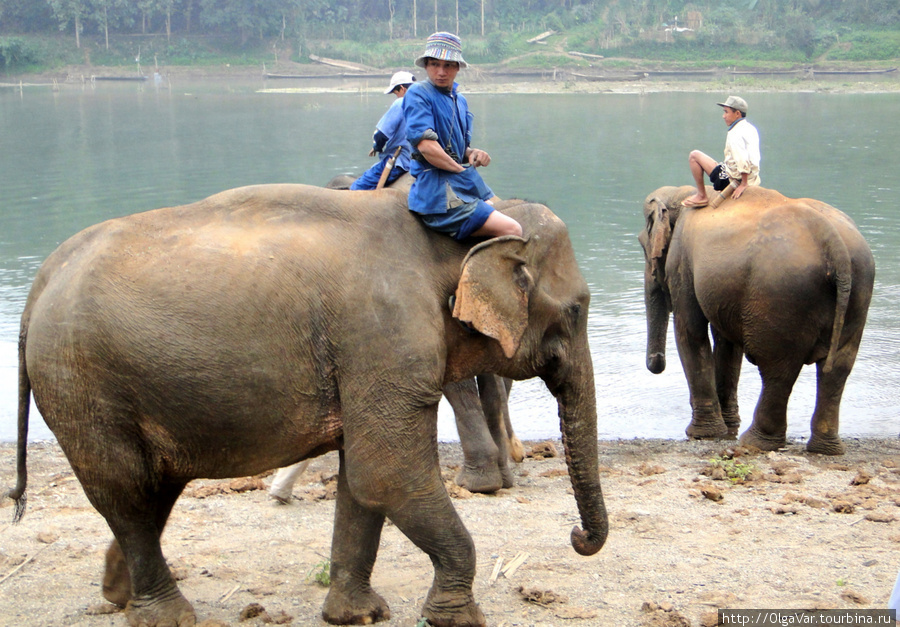 Mahout — погонщики слонов Луанг-Прабанг, Лаос