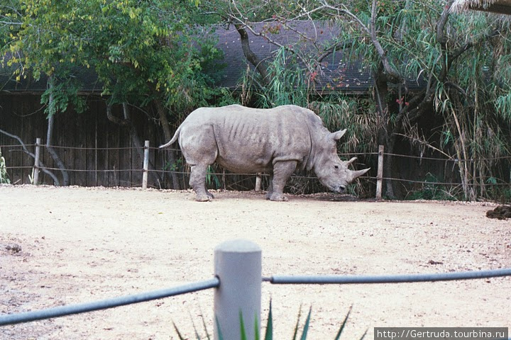 Белый африканский носорог. Хьюстон, CША