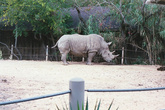 Белый африканский носорог.
