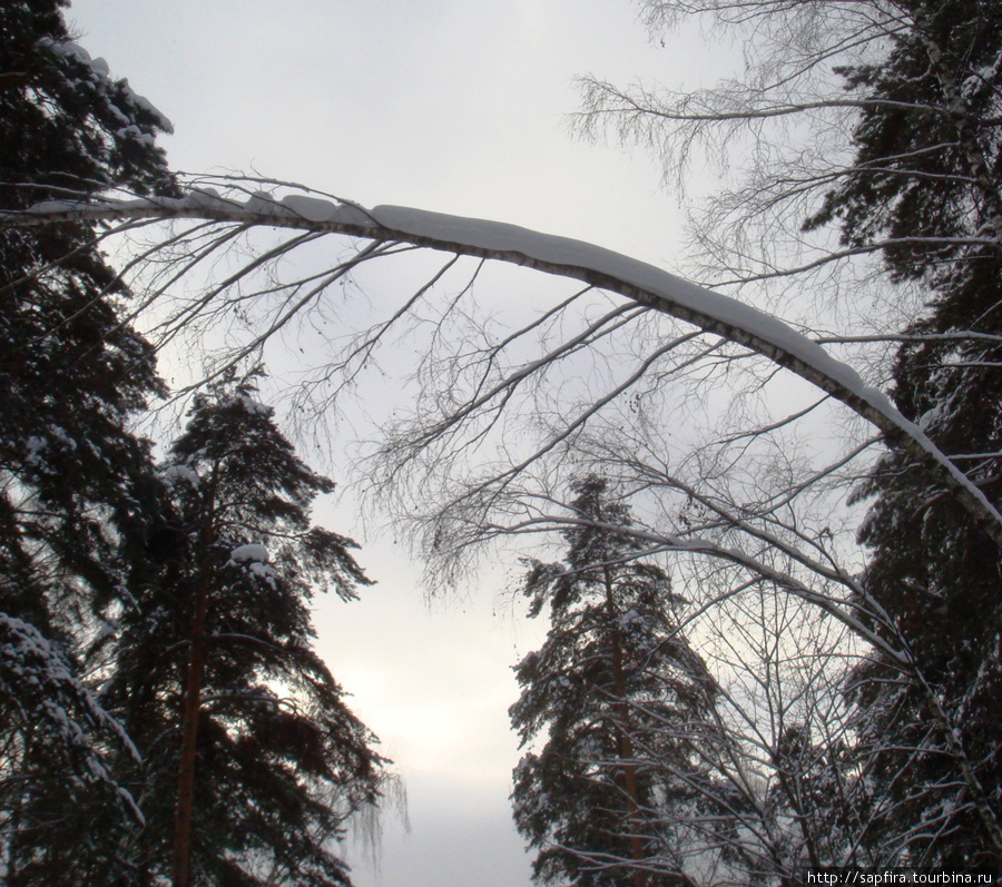 Морозный день в Кузьминском  лесопарке. Москва, Россия