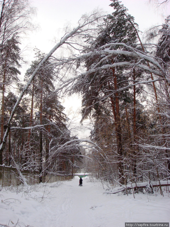 Морозный день в Кузьминском  лесопарке. Москва, Россия