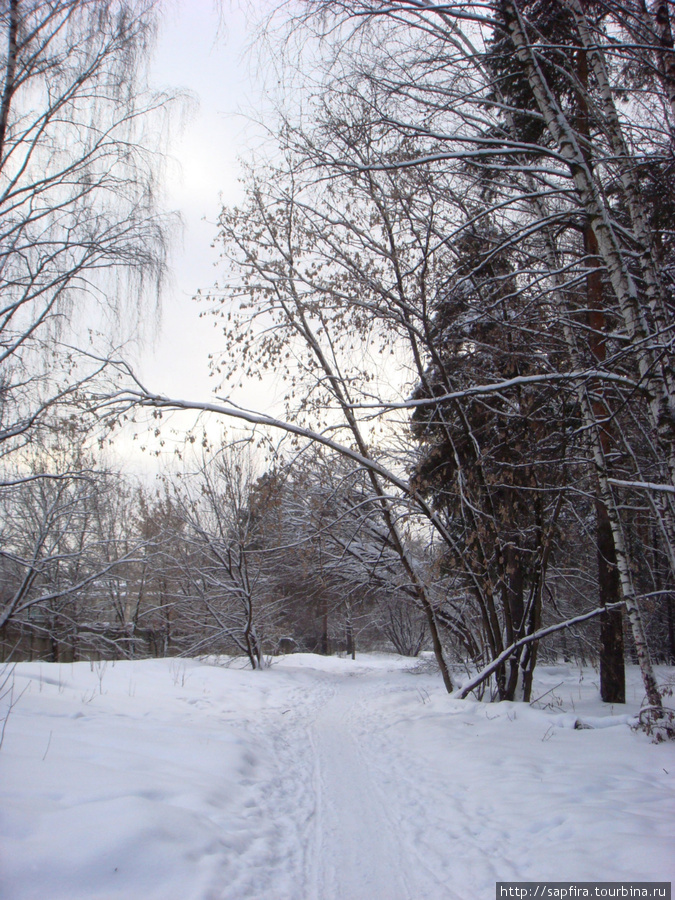 Морозный день в Кузьминском  лесопарке. Москва, Россия