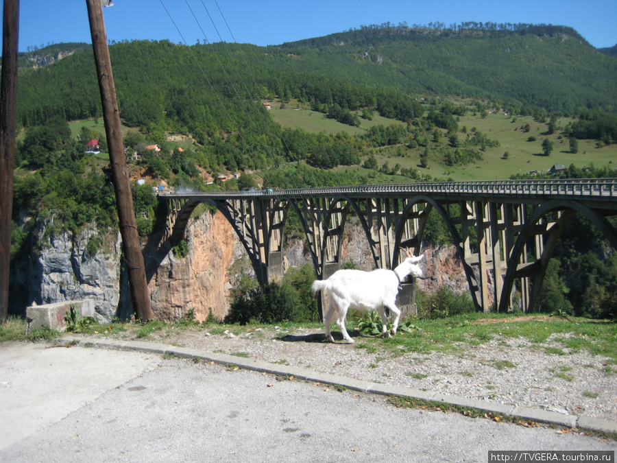 Мост через каньон Черногория