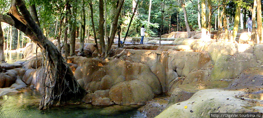 Так приятно побродить в тени деревьев, рассматривая изгибы природного творения. Провинция Луангпрабанг, Лаос