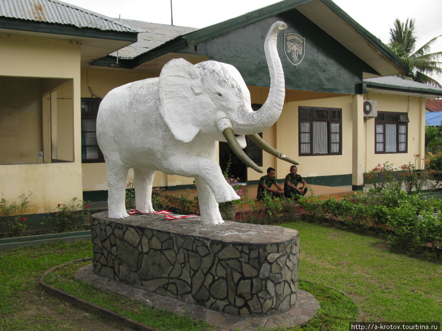 Бандар-Ачех — родина слонов Банда-Ачех, Индонезия