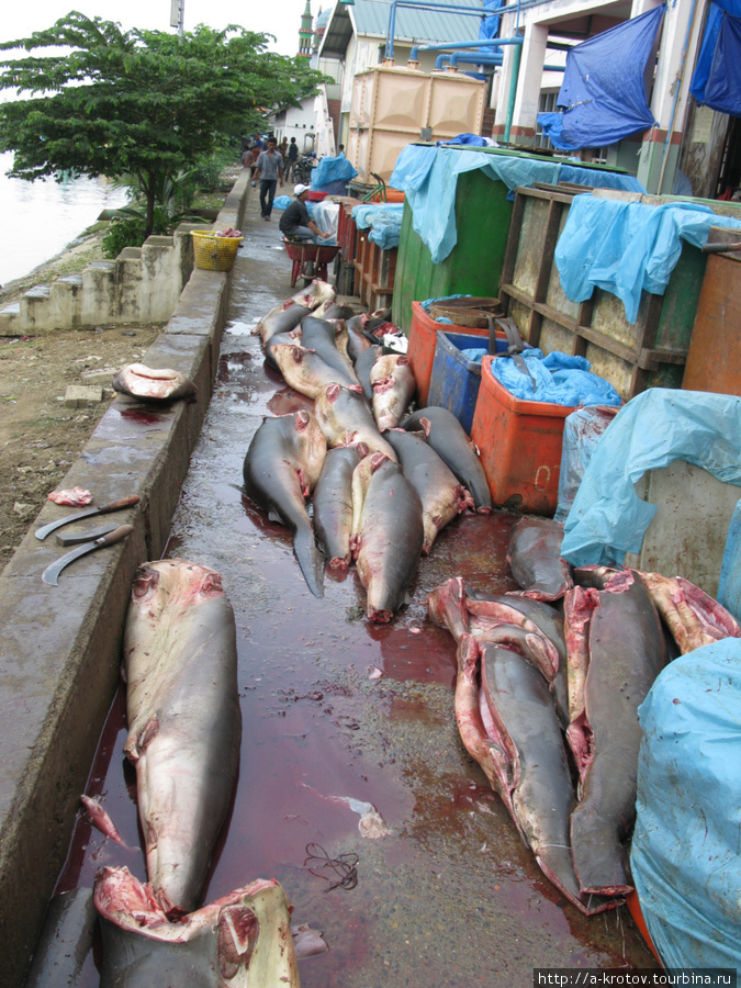 Улов рыбаков — очень большие рыбы, с человека размером. Они уже на базаре, в километре от причала. Банда-Ачех, Индонезия