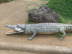 Первый крокодил но деревянный