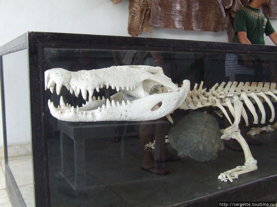 Это когдато было гигантским крокодилом Пуэрто-Принсеса, остров Палаван, Филиппины