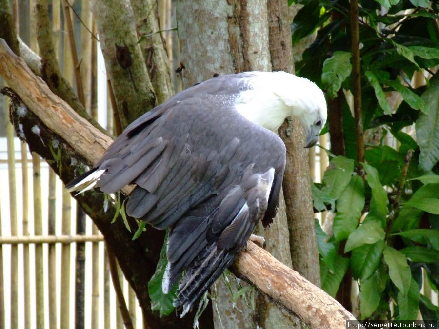 Грустный орел Пуэрто-Принсеса, остров Палаван, Филиппины