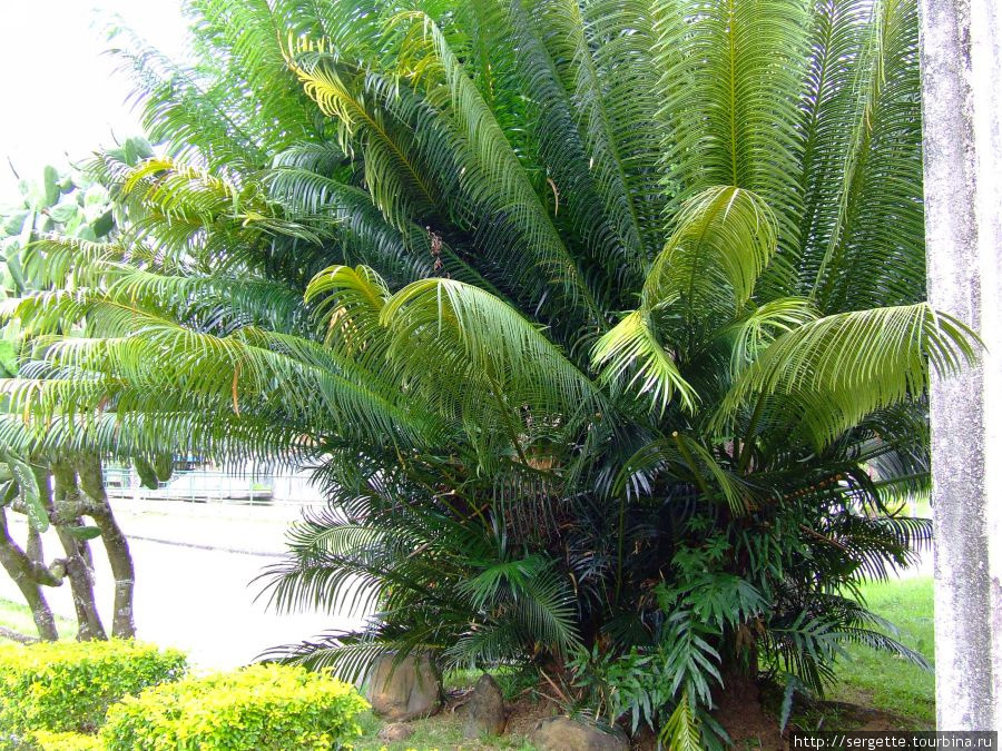 Растения парка Пуэрто-Принсеса, остров Палаван, Филиппины