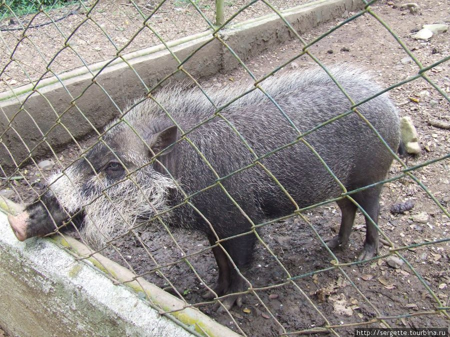 Палаванская бородатая свинья Пуэрто-Принсеса, остров Палаван, Филиппины