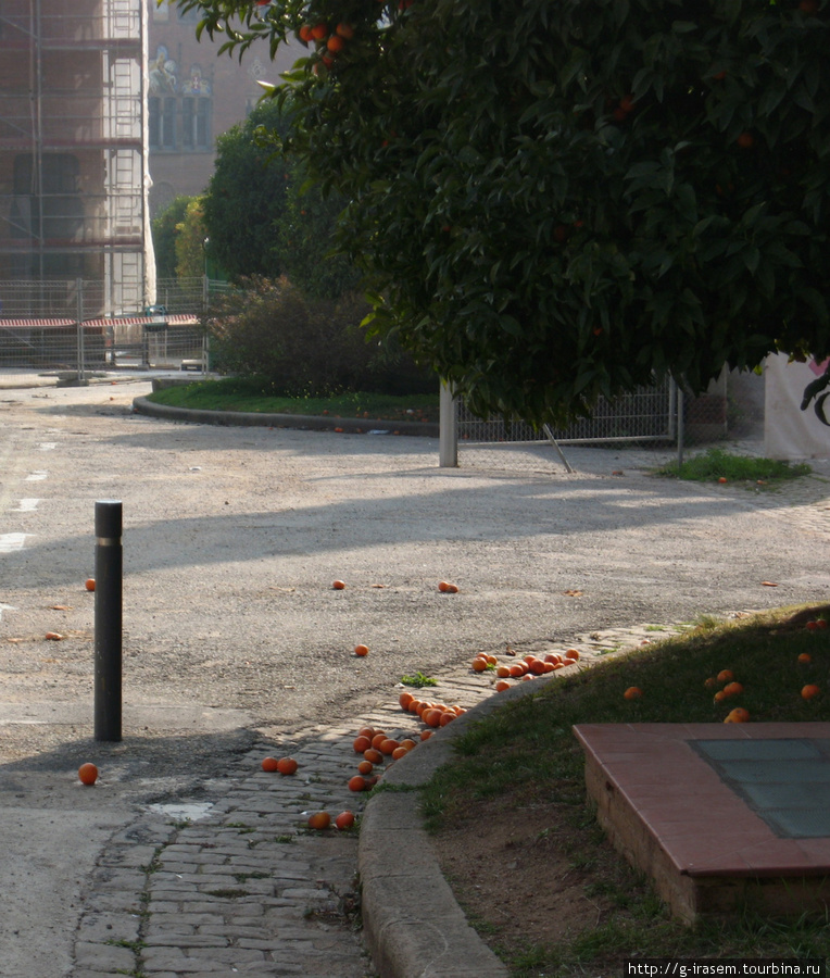мандариновые паданцы Барселона, Испания