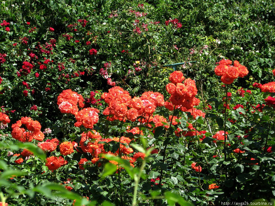 Никитский ботанический сад Республика Крым, Россия