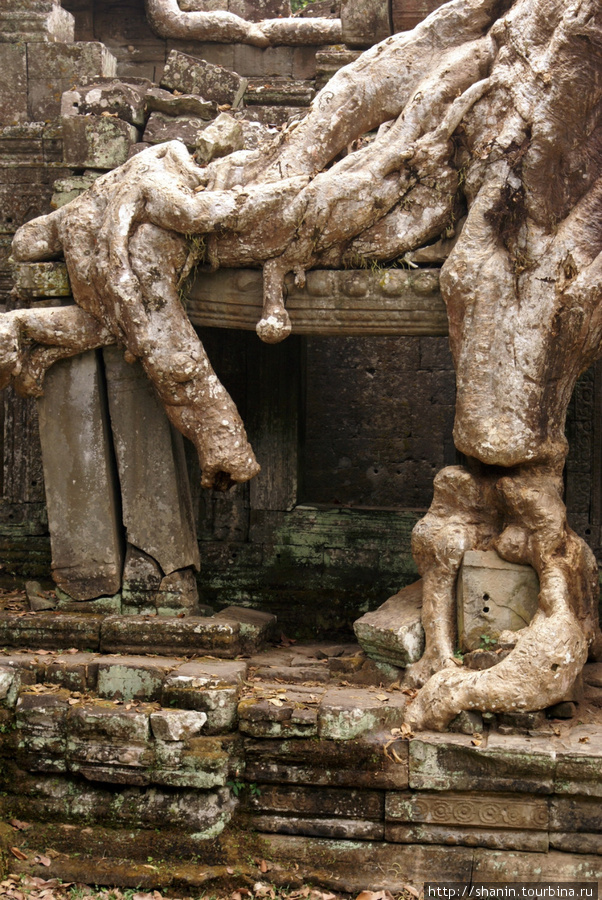 Храм Та-Пром Ангкор (столица государства кхмеров), Камбоджа