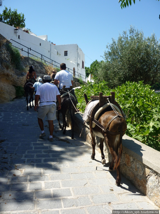 Ослики — основное средство передвижения к акрополю, для тех, кому лень идти пешком Остров Родос, Греция