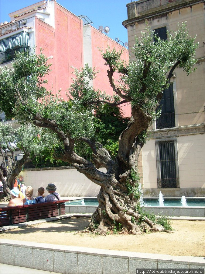 Древняя олива. Калелья, Испания