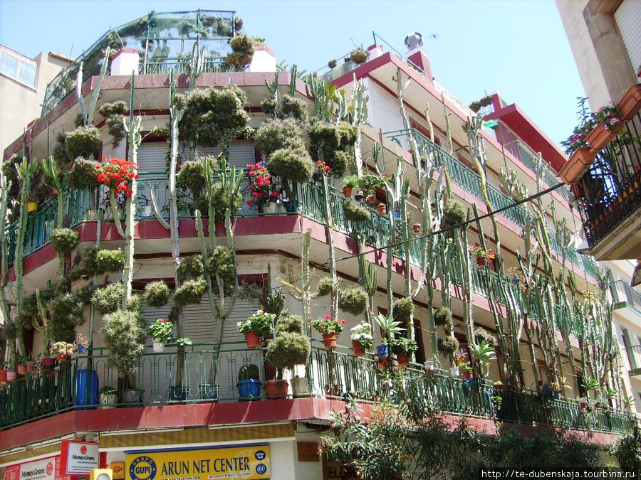 Каждый дом в Каллельи индивидуален. Этот весь в кактусах. Калелья, Испания