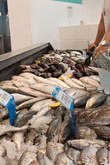 Рыбный отдел — огромное количество всевозможных морепродуктов. Цены так же значительно выше, чем на том же рыбном ранке, зато рядом с домом.