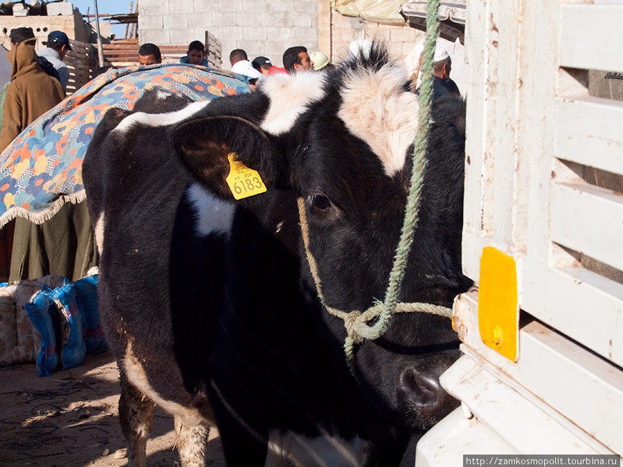 Взрослым коровам на ухо вешают специальную бирку. Тарудан, Марокко