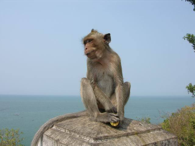 Гора обезьян Паттайя, Таиланд