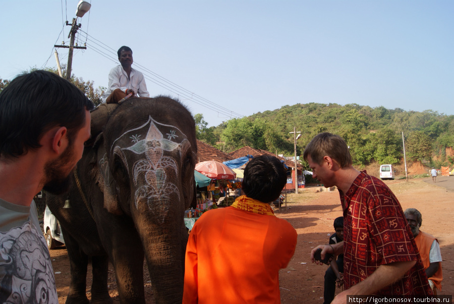При каждом храме есть свой священный слон. Живет там, питается, работает. Сфотографироваться с ним можно, но за денежку. При попытке торговаться хозяин смотрит на тебя, как на христопродавца. C’mon, it’s a sacred animal! Штат Гоа, Индия