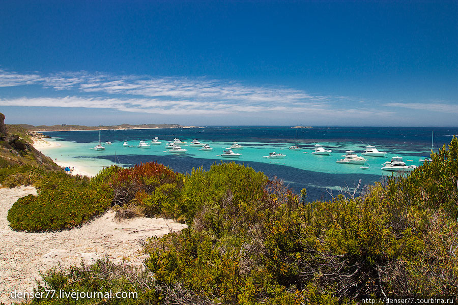 На местном слэнге остров называют — Rotto Остров Роттнест, Австралия