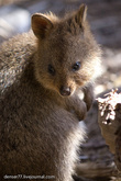 Квокка стала редкой на материке Австралии и остается еще многочисленной на Rottnest.