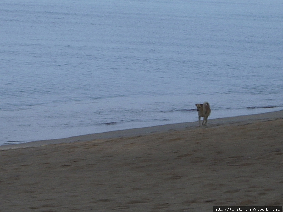 собака хозяина хостела (она каждое утро встречала солнце и каждый вечер его провожала)-
бежит домой после того, как встретила рассвет)) Остров Пхукет, Таиланд