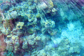 Кораллы, вода очень чистая и прозрачная