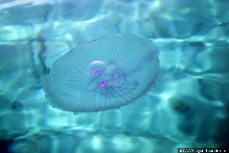 Медуза, не опасная
