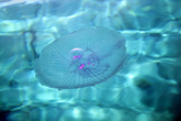 Медуза, не опасная