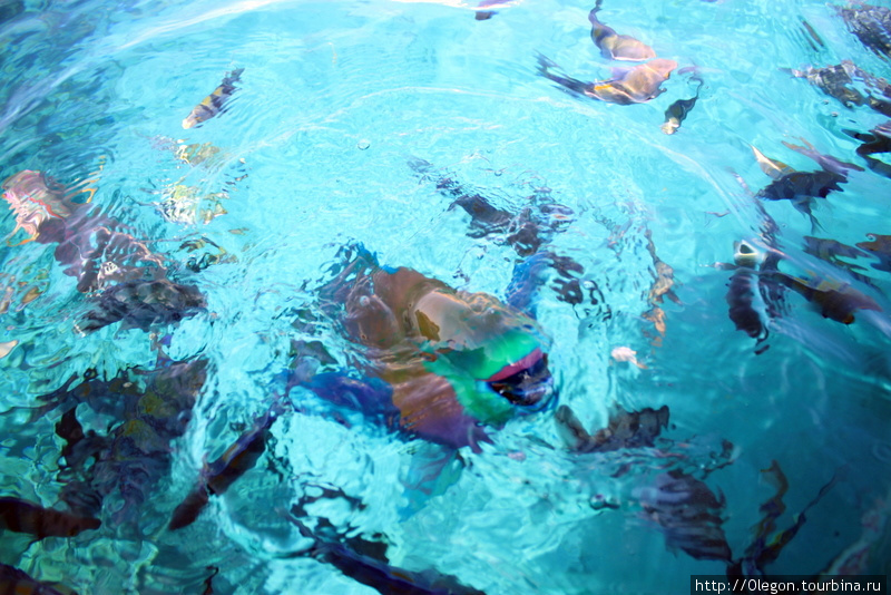 Обилие красочных рыбок плавает не только на глубине, но и на поверхности Шарм-Эль-Шейх, Египет