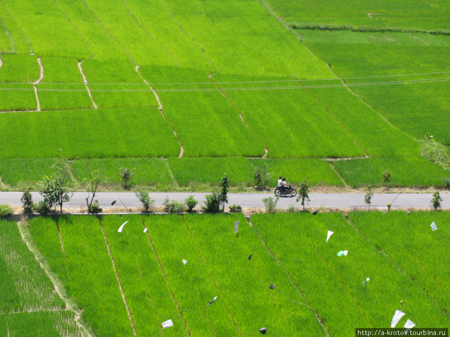 Рисовые поля в окрестностях Тук-Тука Остров Самосир, Индонезия
