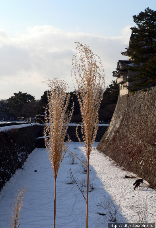 Замок Нагоя Нагоя, Япония