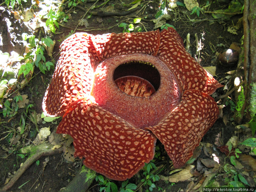 Цветок Раффлезии Букиттинги, Индонезия