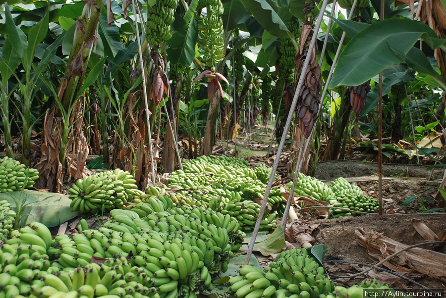 Страны выращивающие бананы. Плантации бананов в Эквадоре. Плантации бананов Южной Америки. Банановые плантации Панама. Эквадор бананы плантации.